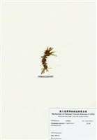 藏品(旋花藻)的圖片